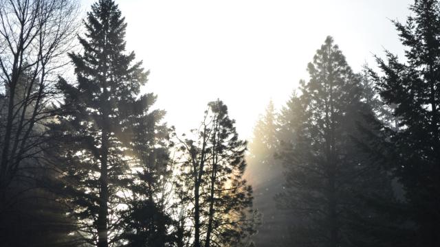 misty sun and trees