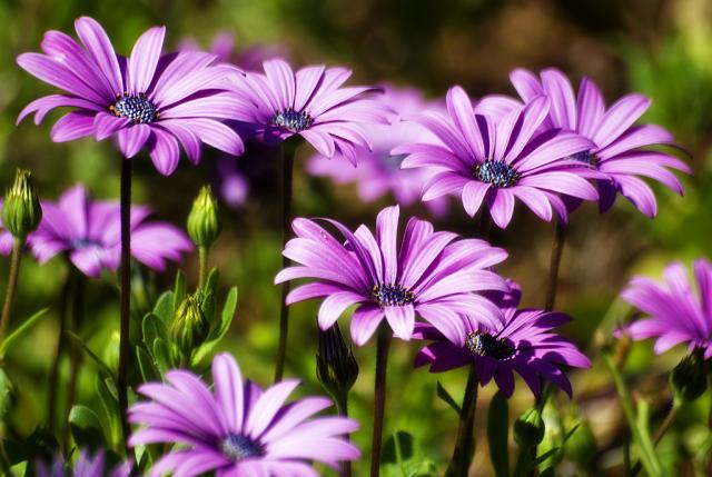 flowers in a field