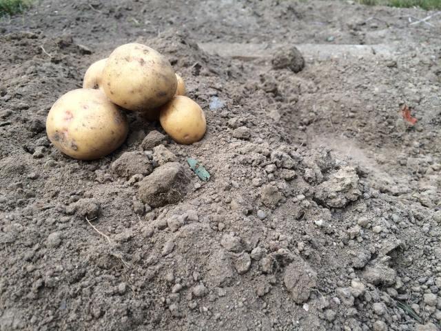 Photo shows a small pile of potatoes on the groundTrying to live with the faith of a faermer