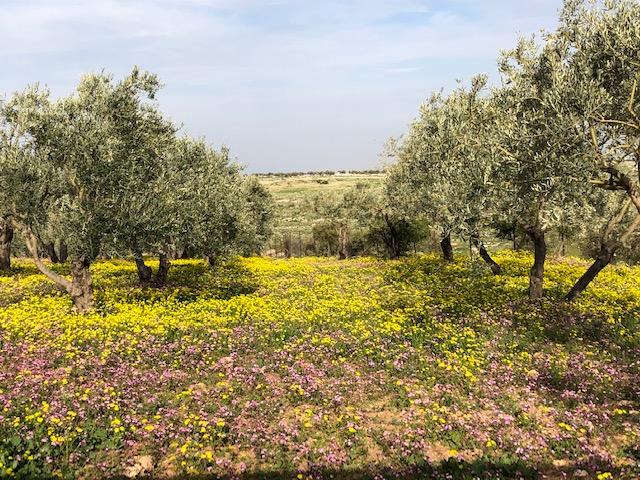 an image of an olive grove in summer