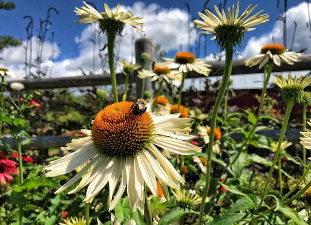 Close up of a bee on a white coneflower surrounded by foliage