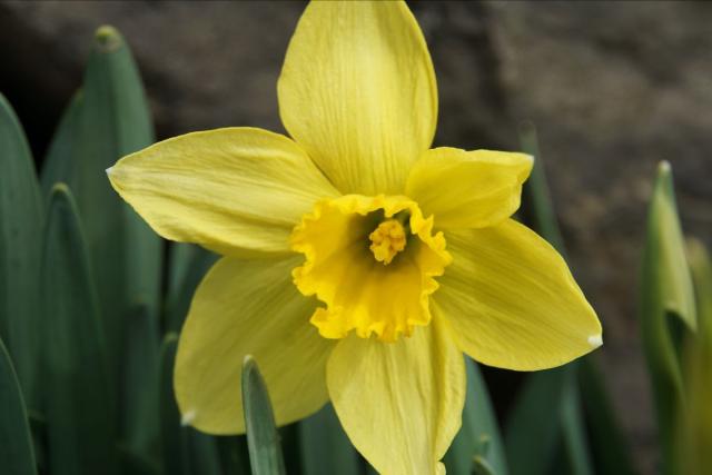 A close up image of a yellow daffodil flower