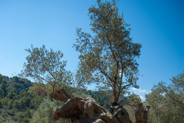photo of an ancient olive tree with a gnarled trunk