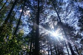 Sun thru trees