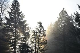 misty sun and trees