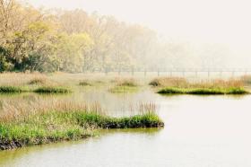 Photo of a misty wetland landscape in spring