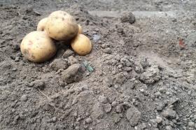Photo shows a small pile of potatoes on the groundTrying to live with the faith of a faermer