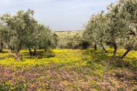 an image of an olive grove in summer