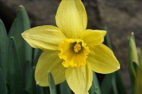A close up image of a yellow daffodil flower